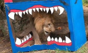 Colombian Zoo and its Furry Residents Mark Halloween