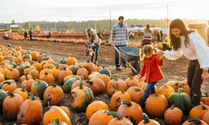 Maryland, Pumpkins, Center, Fall, Festivities, Farm