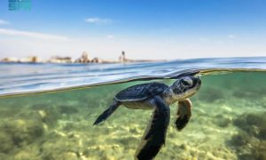 Saudi Arabia, Turtle Nesting Site, Red Sea, Kingdom of Saudi Arabia, Biodiversity